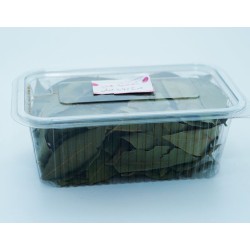 Plante de laurier Plante de laurier